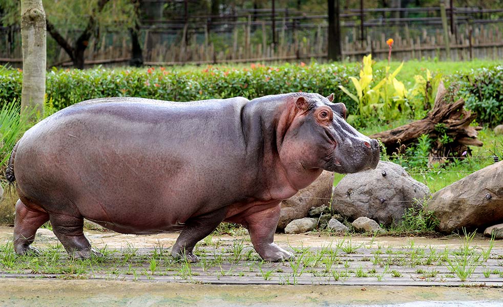 上海野生動物園演出擴(kuò)聲（images 5）